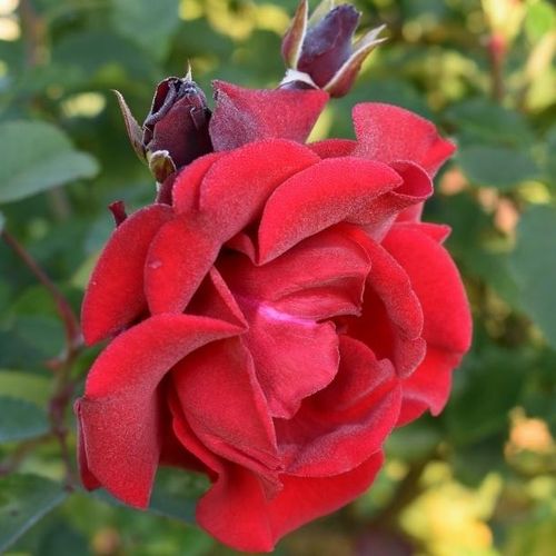 Rosa Santana® - červená - Stromkové ruže,  kvety kvitnú v skupinkáchstromková ruža s kríkovitou tvarou koruny